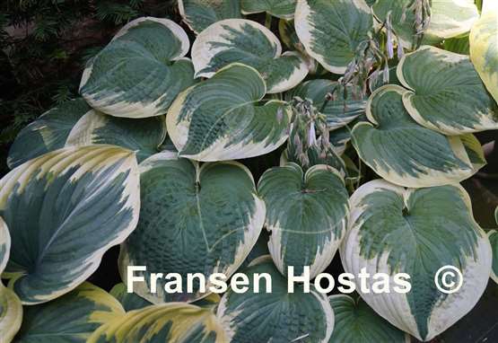 Hosta Robert Frost